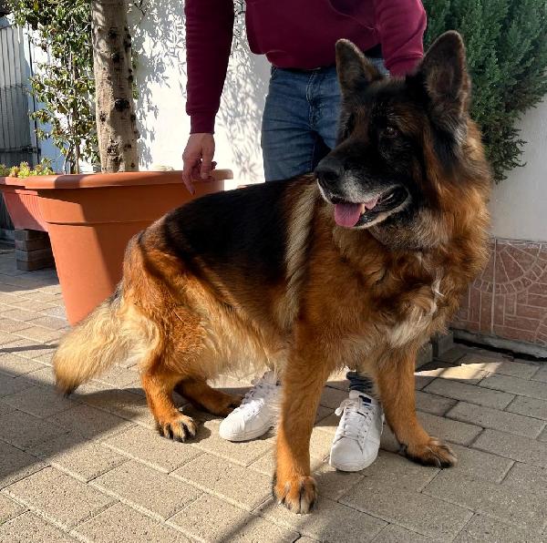 EROS BELLISSIMO PASTORE TEDESCO Foto 5